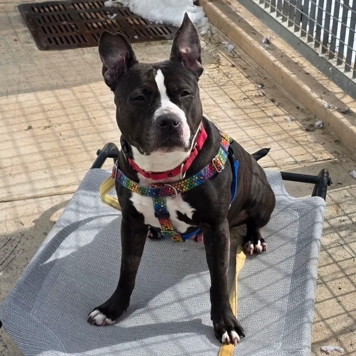 MATILDA, ADOPTABLE, Young Female American Staffordshire Terrier & Bulldog.