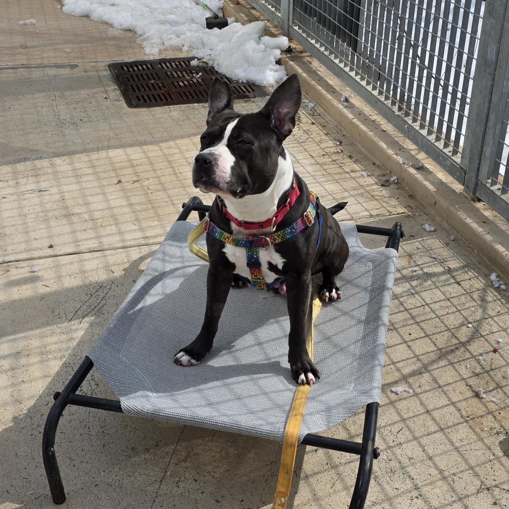 Enlarge MATILDA, a ADOPTABLE mixed breed in Staten Island, NY image 3/4