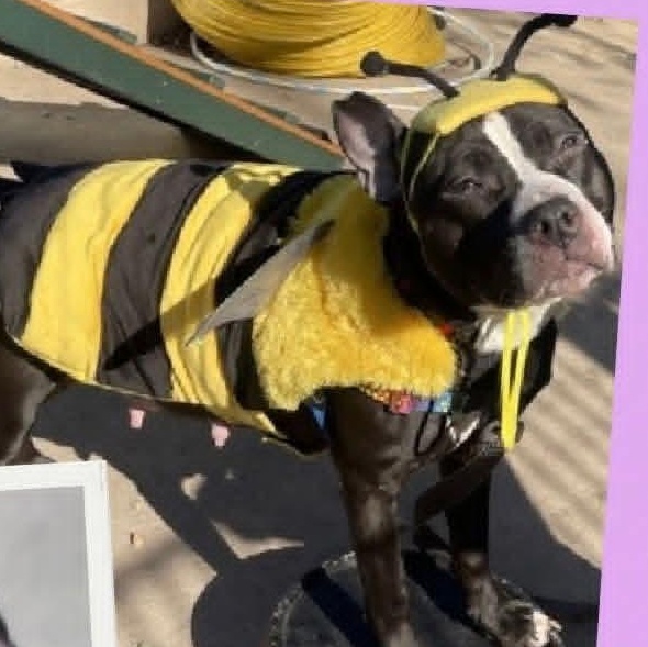 Enlarge MATILDA, a ADOPTABLE mixed breed in Staten Island, NY image 2/4