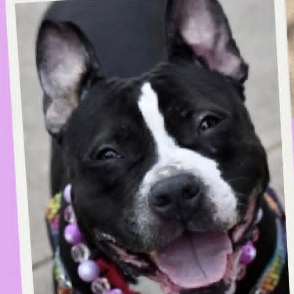 Enlarge MATILDA, a ADOPTABLE mixed breed in Staten Island, NY image 4/4