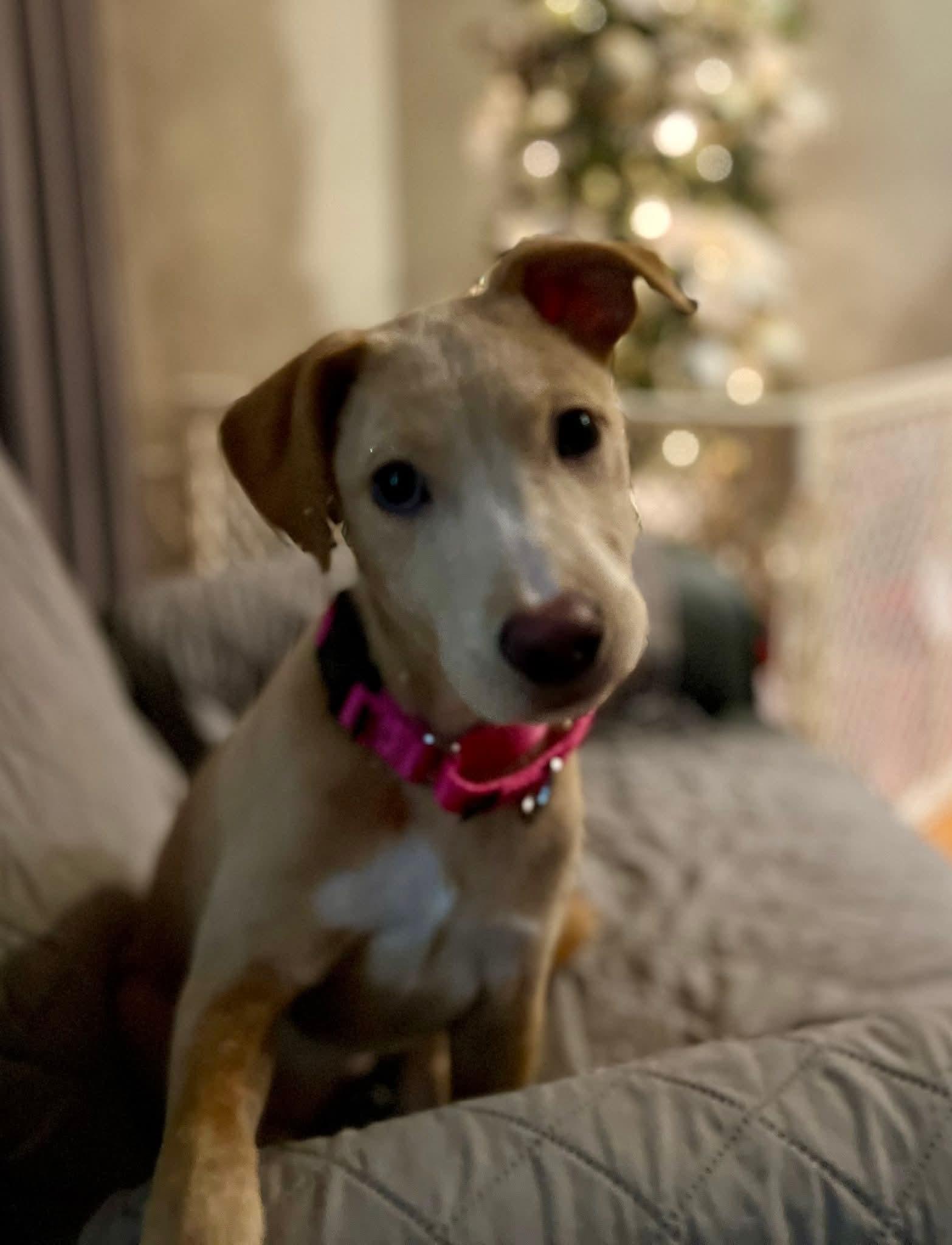 Enlarge Dakota, a ADOPTABLE mixed breed in North Grafton, MA image 6/6