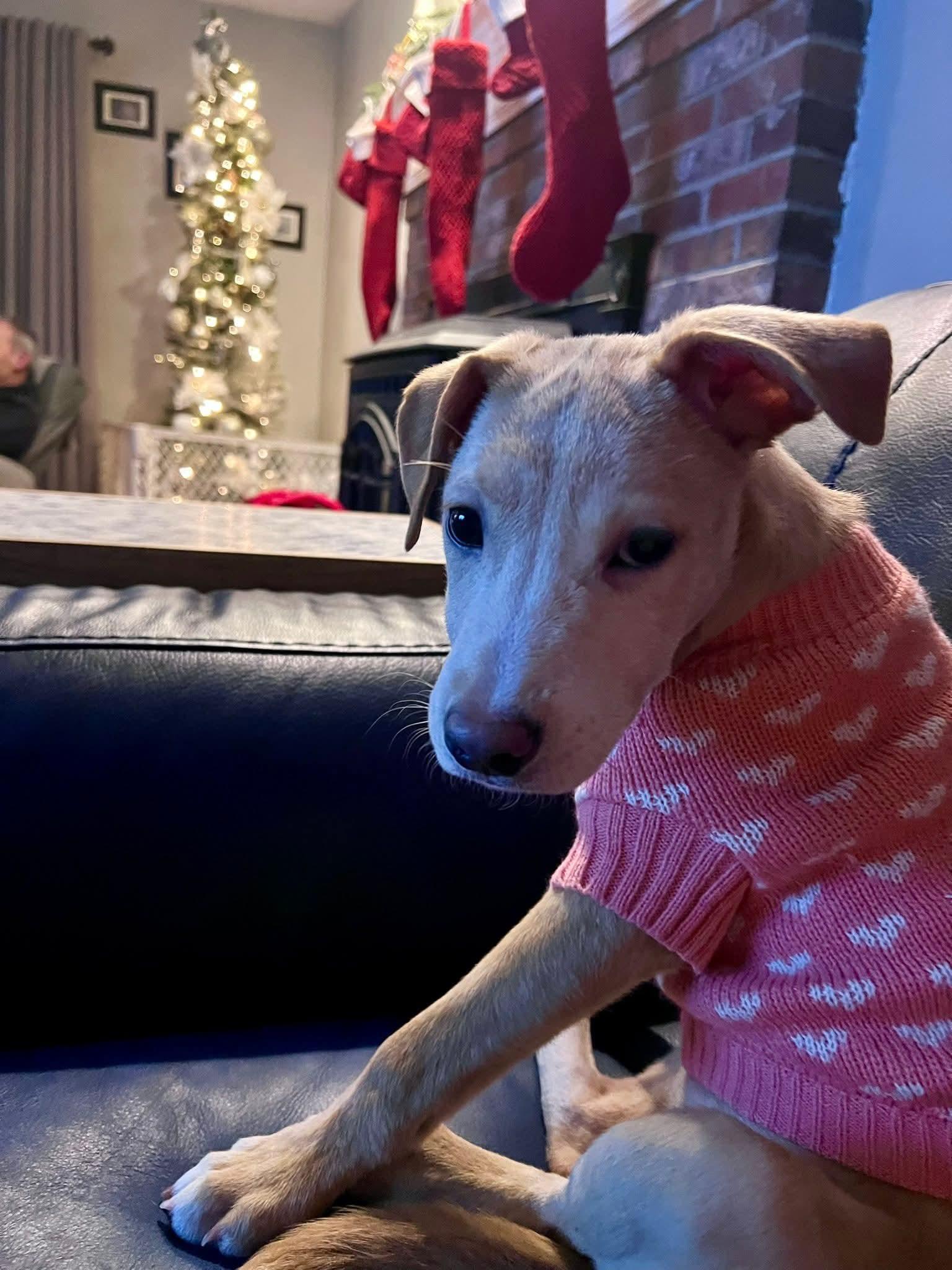 Enlarge Dakota, a ADOPTABLE mixed breed in North Grafton, MA image 5/6