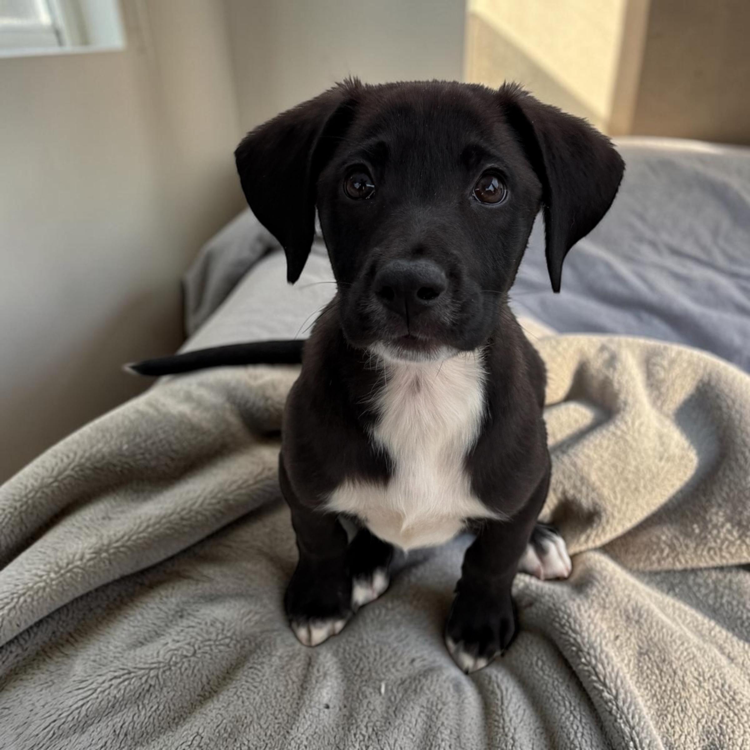 Bix, adopted, Puppy Male Black Labrador Retriever & Border Collie.