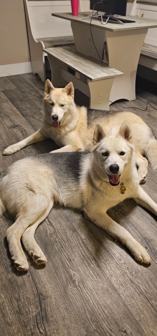 Hunter and Shadow photo 3