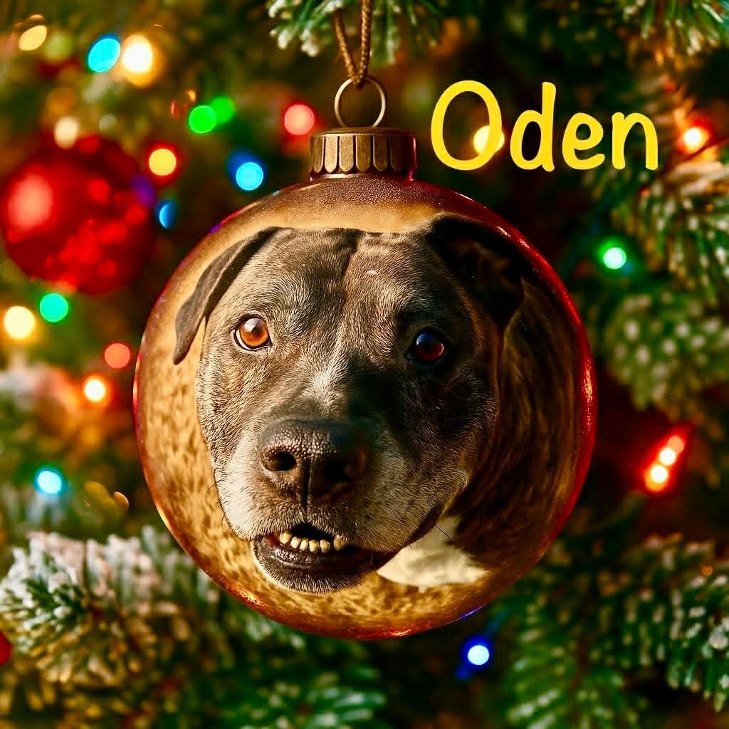 Oden, Adoptable, Adult Male Staffordshire Bull Terrier.