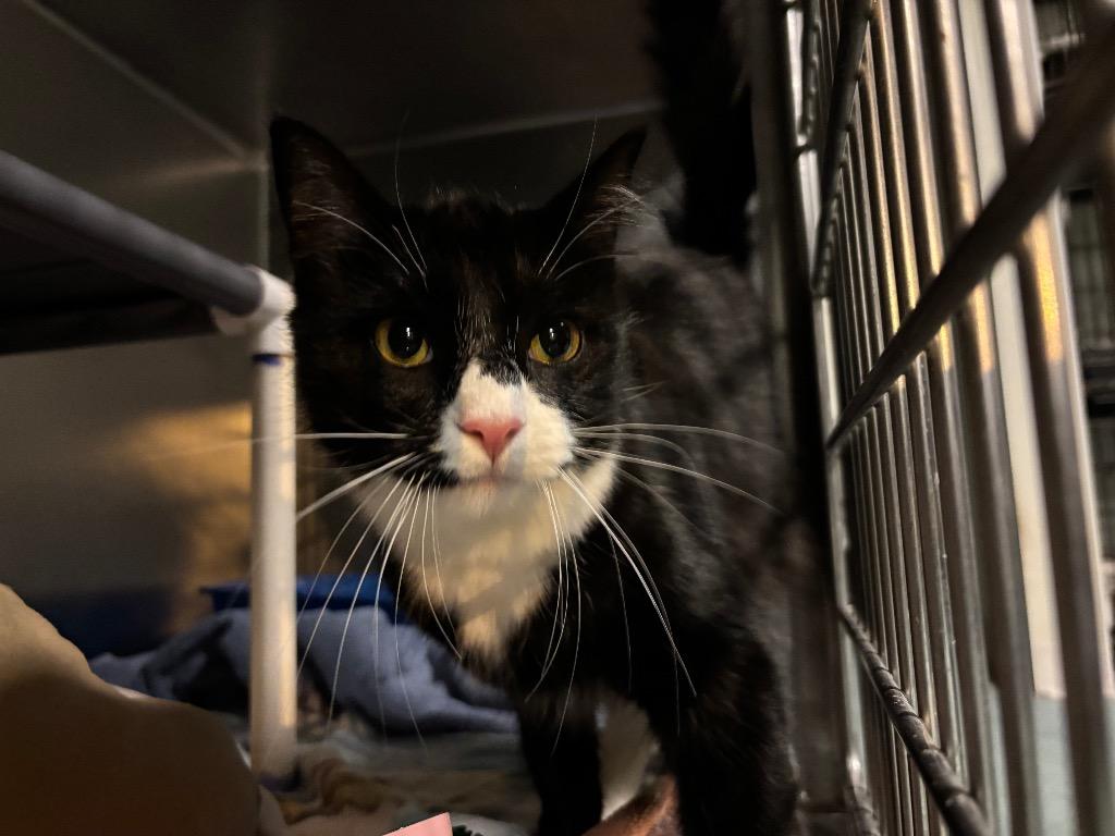 Yams, Adoptable, Young Female Domestic Short Hair.