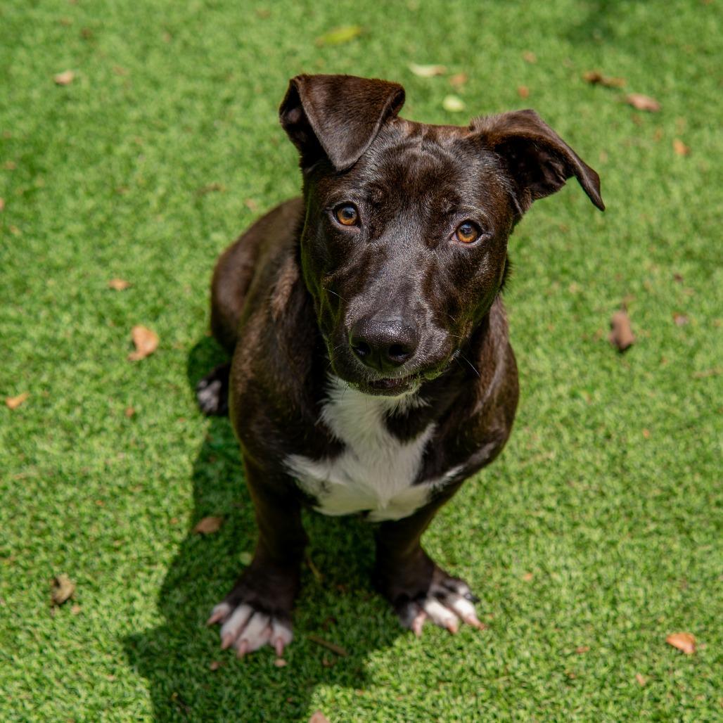 Enlarge Mulan, a Adoptable mixed breed in Gainesville, GA image 1/6