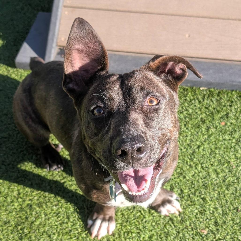 Enlarge Mulan, a Adoptable mixed breed in Gainesville, GA image 2/6