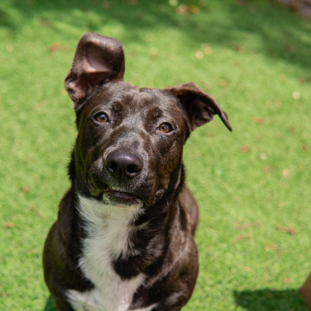 Enlarge Mulan, a Adoptable mixed breed in Gainesville, GA image 3/6