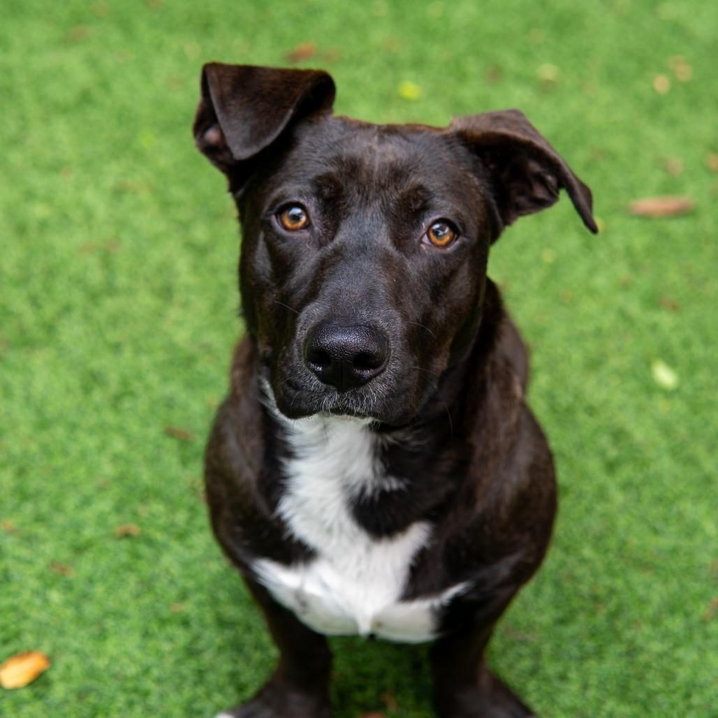 Enlarge Mulan, a Adoptable mixed breed in Gainesville, GA image 4/6