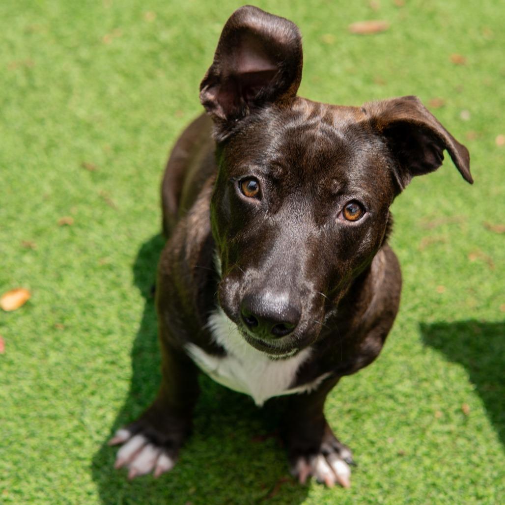 Enlarge Mulan, a Adoptable mixed breed in Gainesville, GA image 5/6