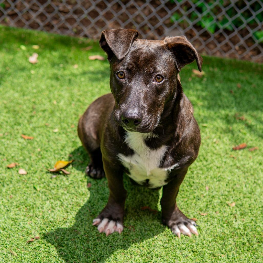 Enlarge Mulan, a Adoptable mixed breed in Gainesville, GA image 6/6