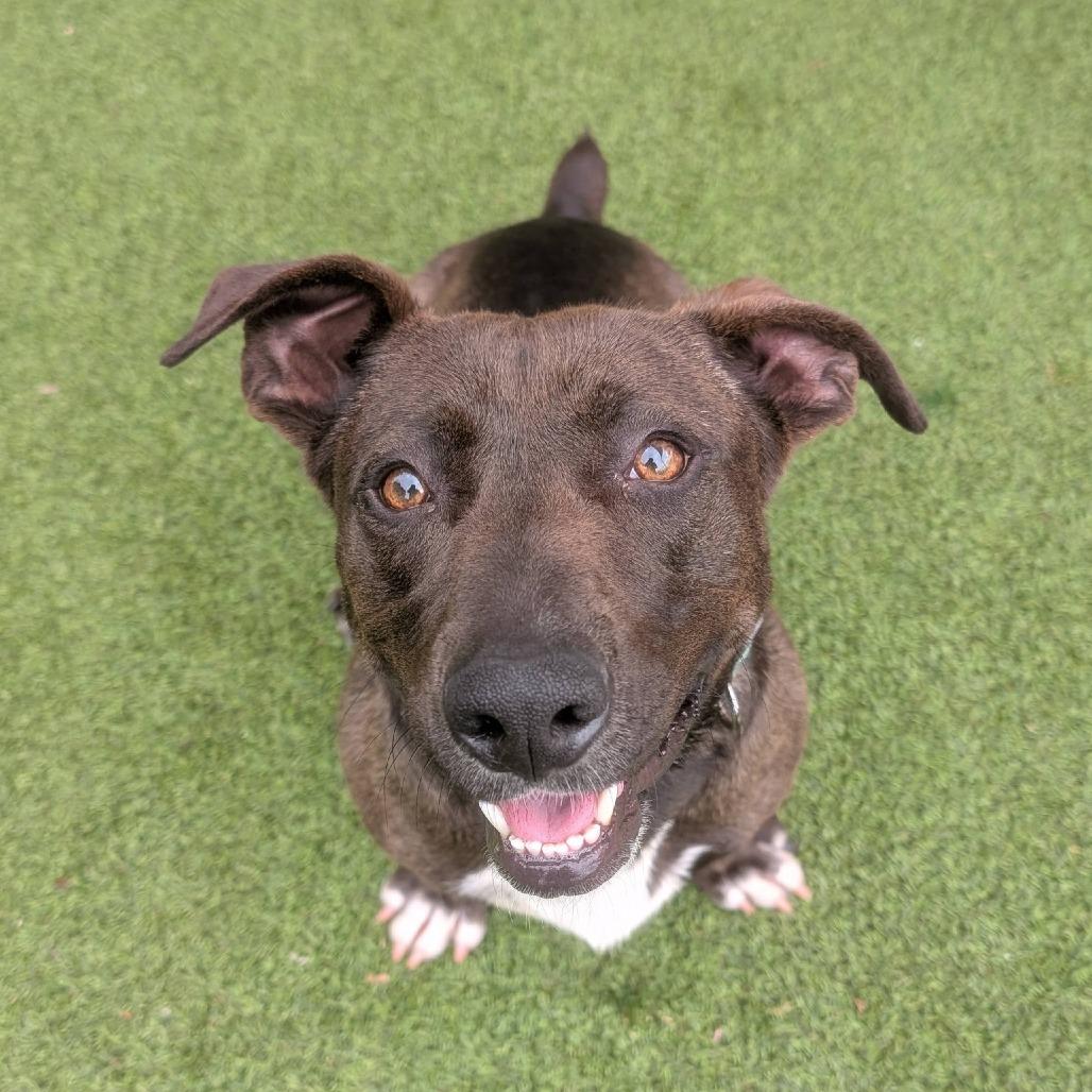 Enlarge Mulan, a Adoptable mixed breed in Gainesville, GA image 6/6