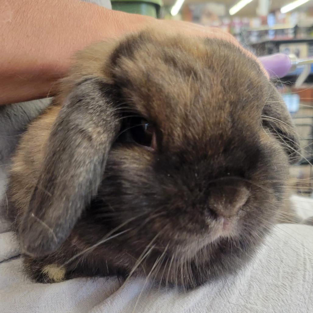 Lilac, Adoptable, Adult Female Holland Lop.