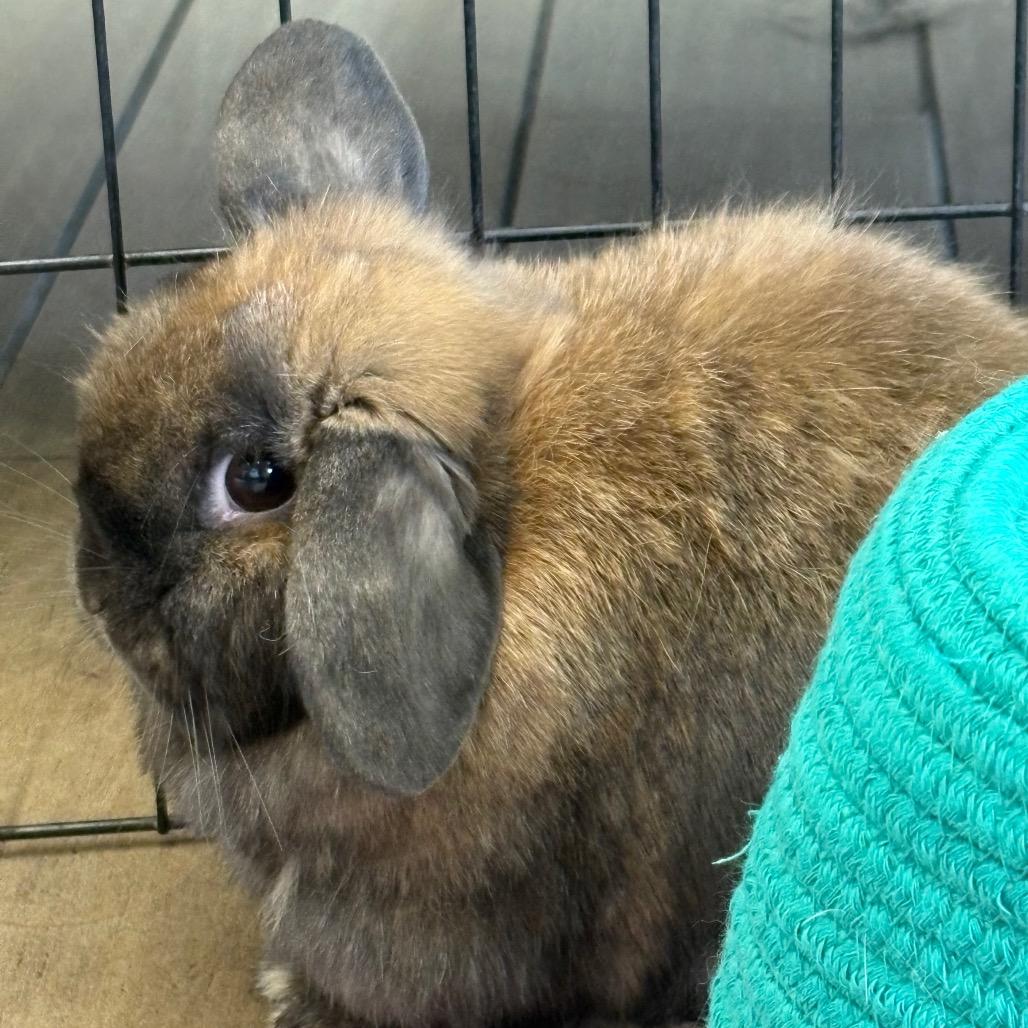 Lilac, a Adoptable Holland Lop in Napa, CA image 2/4