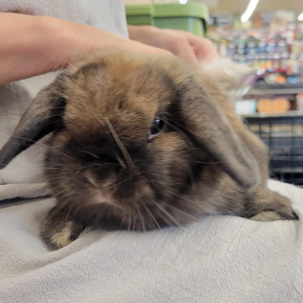 Lilac, a Adoptable Holland Lop in Napa, CA image 3/4