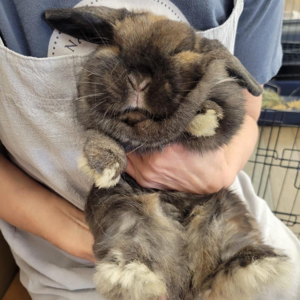 Lilac, a Adoptable Holland Lop in Napa, CA image 4/4