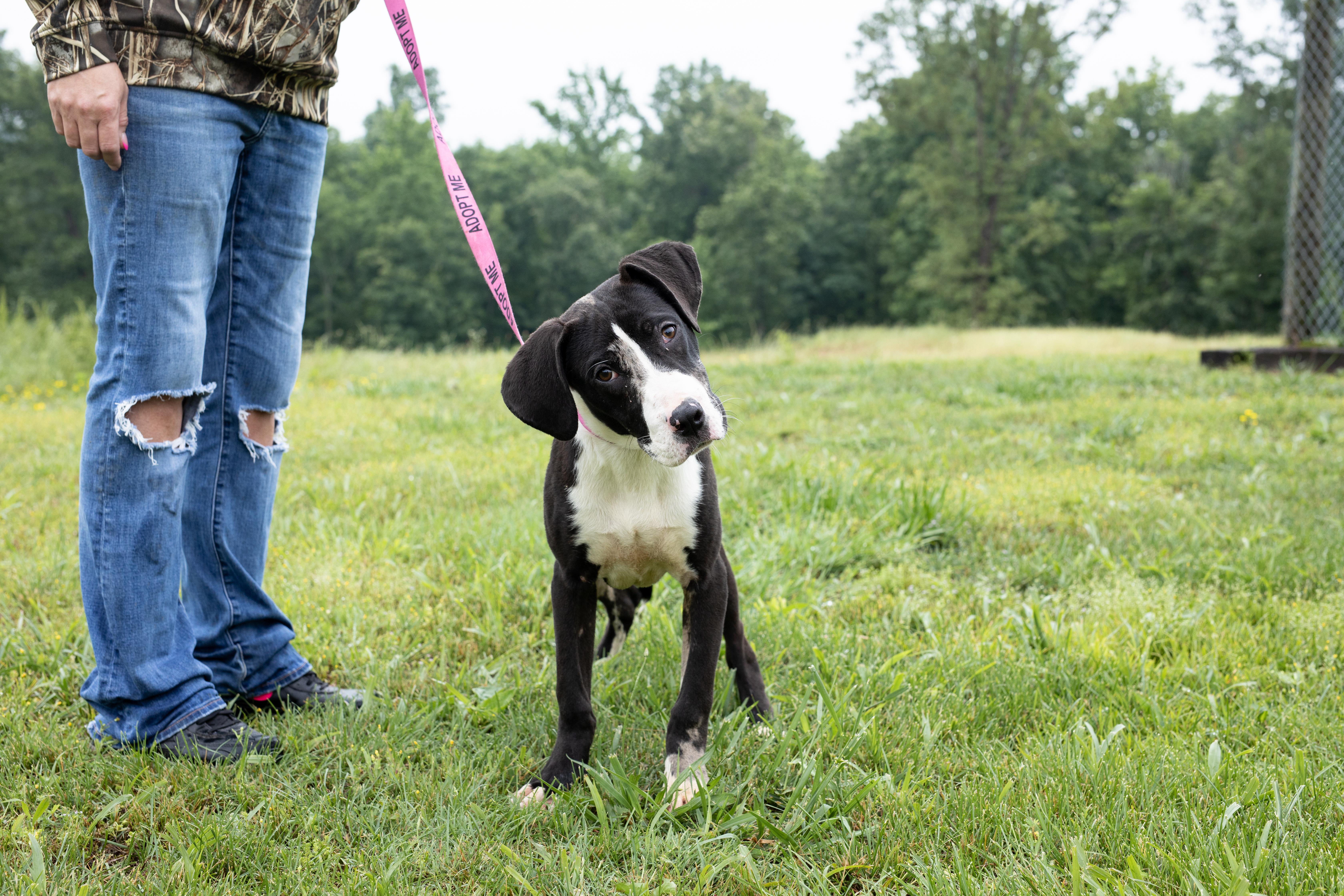 Joker, ADOPTABLE, Young Male Boxer.