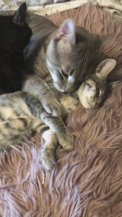 Enlarge Klombo, a Adopted Domestic Short Hair in Goodyear, AZ video 6/11