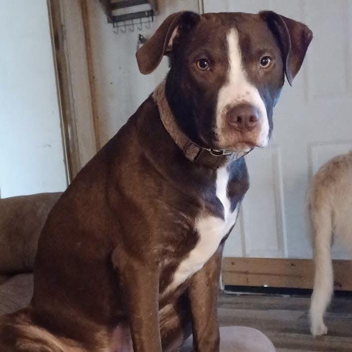 Kane aka Enrique, Adoptable, Adult Male Pit Bull Terrier.