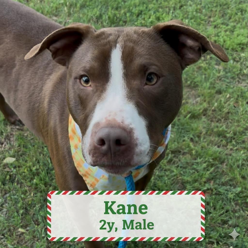 Kane aka Enrique, a Adoptable Pit Bull Terrier in Palestine, TX image 2/4