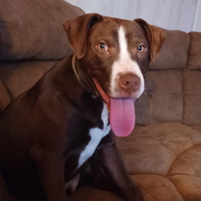 Kane aka Enrique, a Adoptable Pit Bull Terrier in Palestine, TX image 4/4