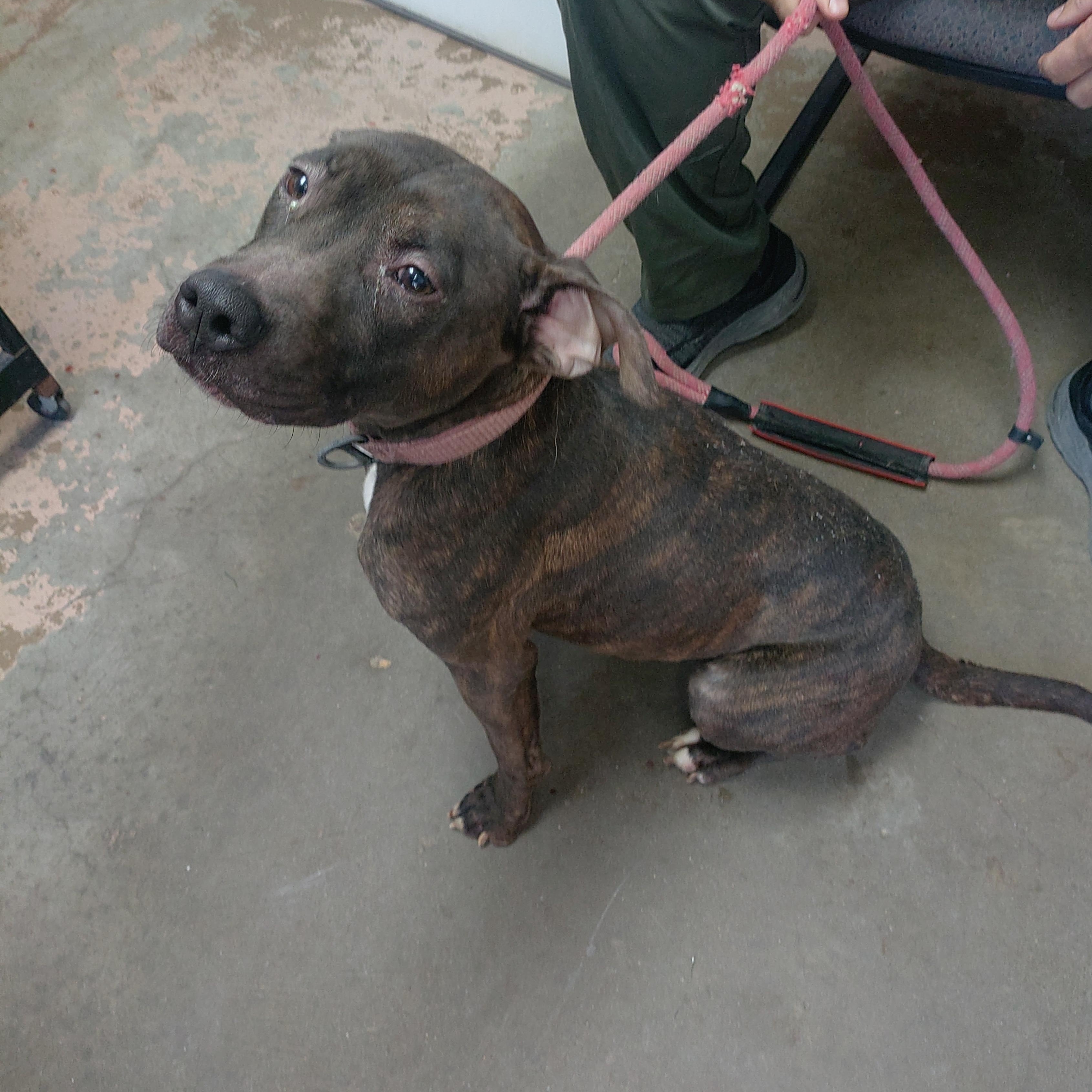 Enlarge 26-114, a Adoptable mixed breed in Carrollton, OH image 3/3