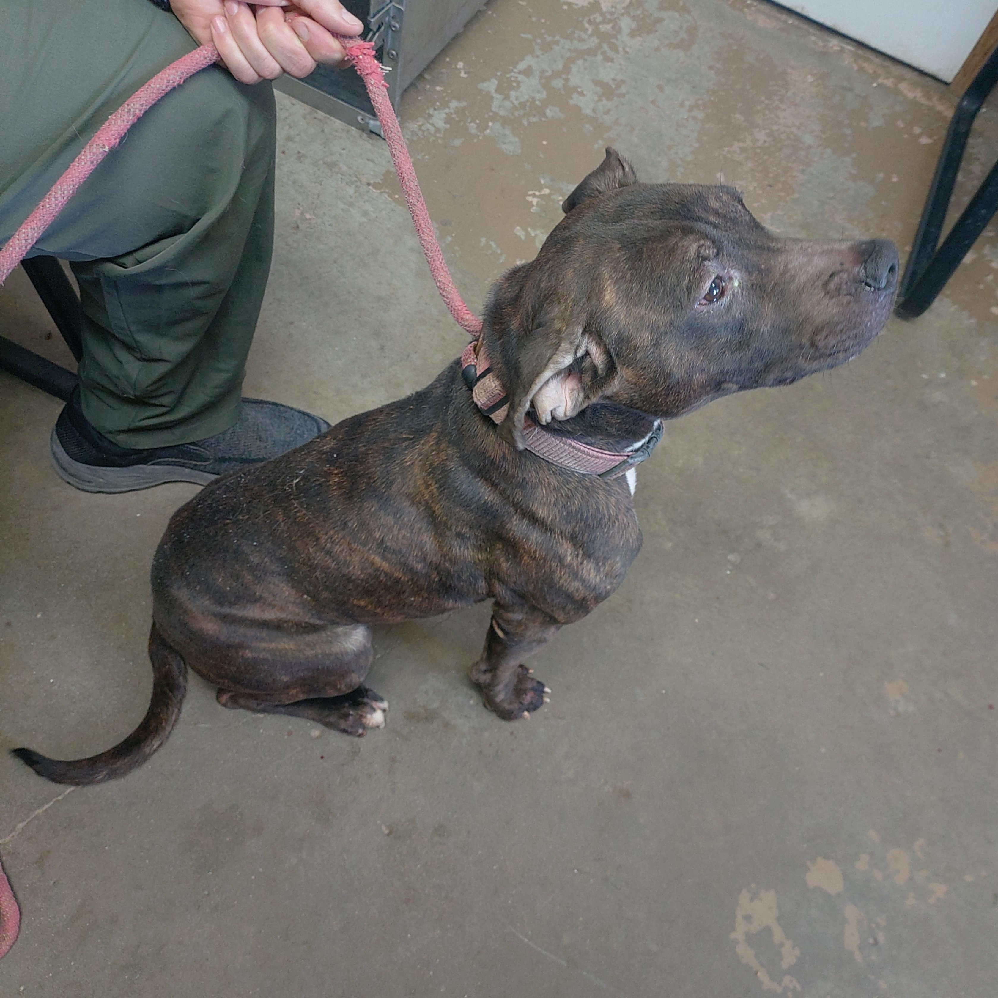 Enlarge 26-114, a Adoptable mixed breed in Carrollton, OH image 2/3