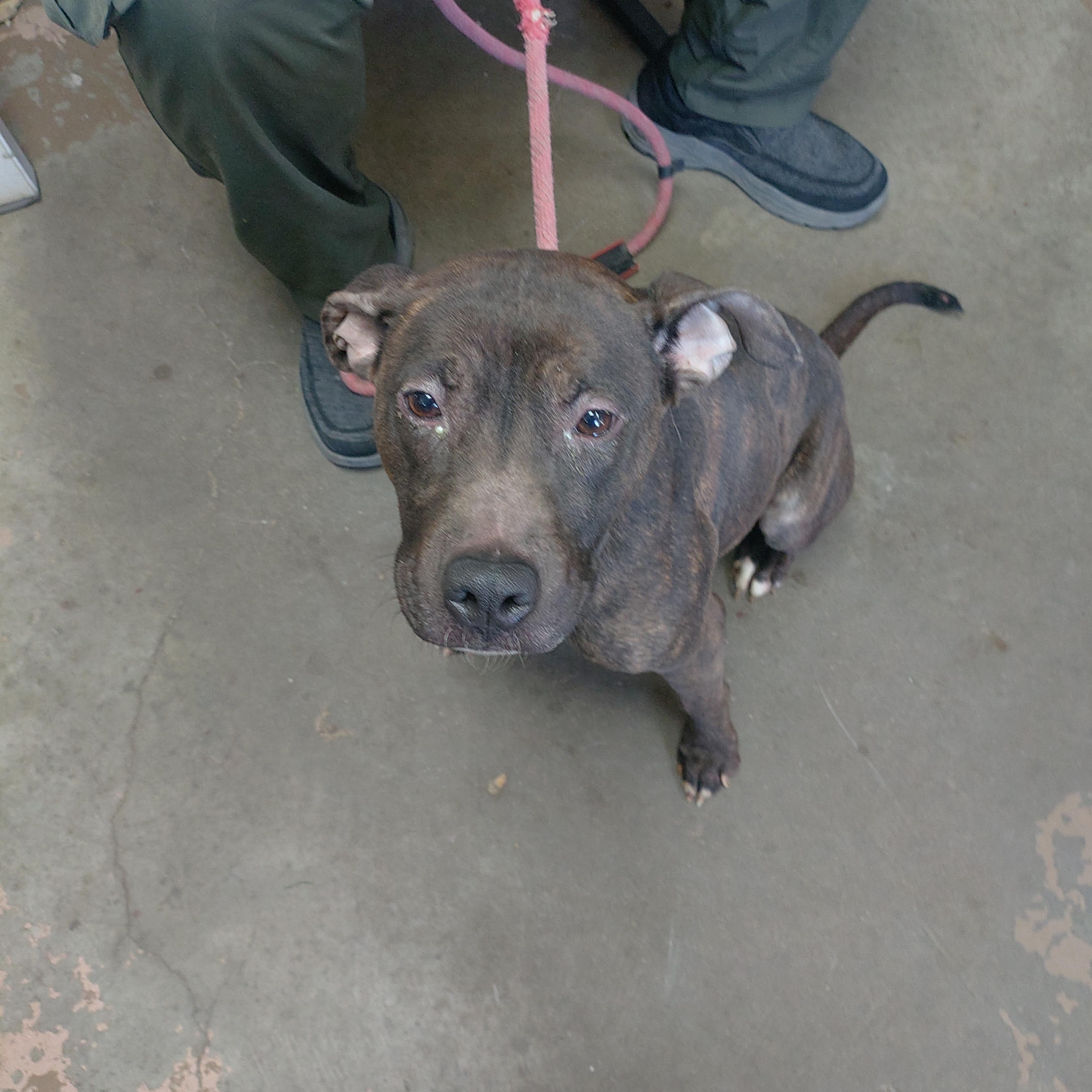 Enlarge 26-114, a Adoptable mixed breed in Carrollton, OH image 1/3
