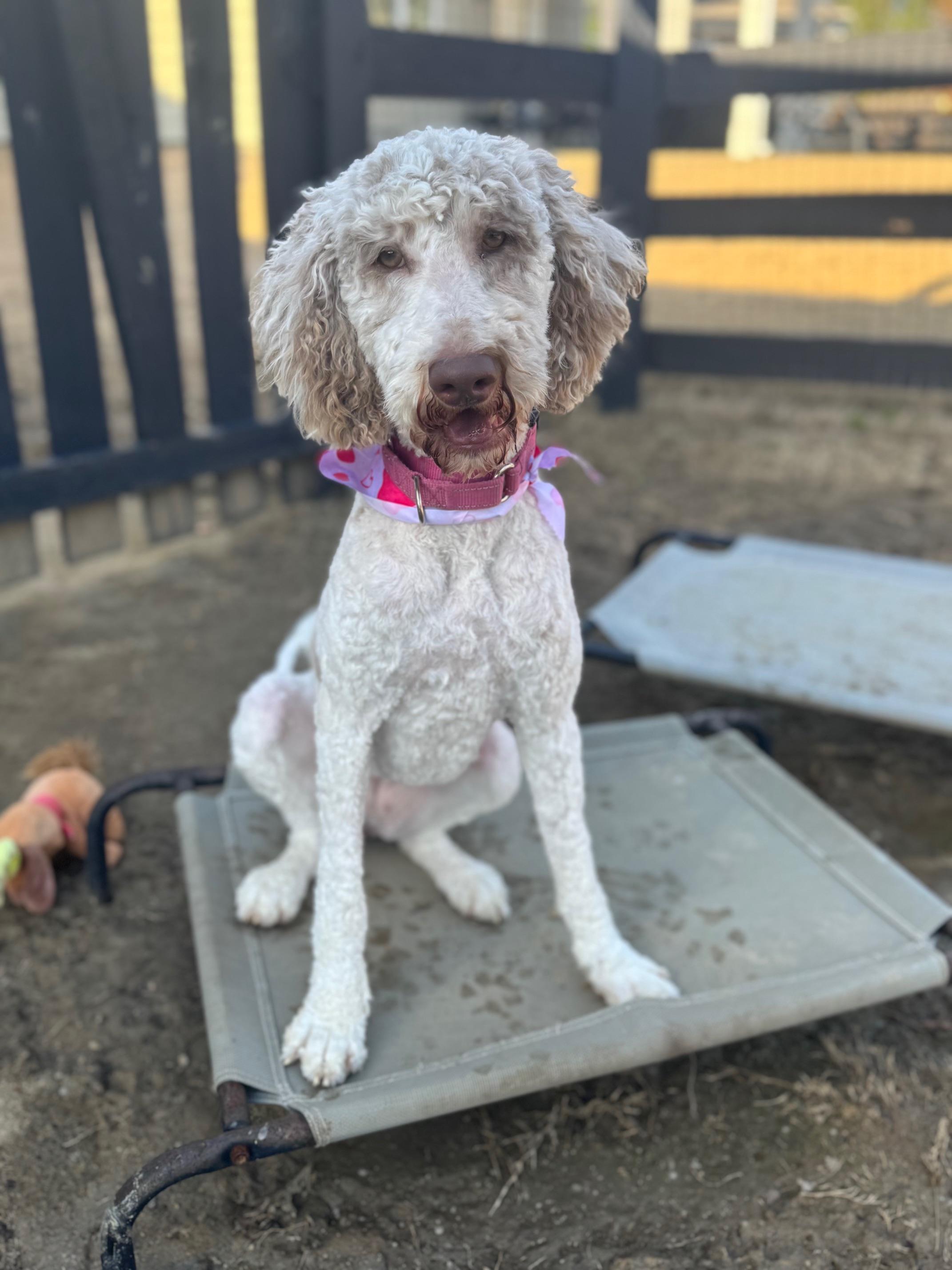 Lottie, ADOPTABLE, Young Female Goldendoodle.