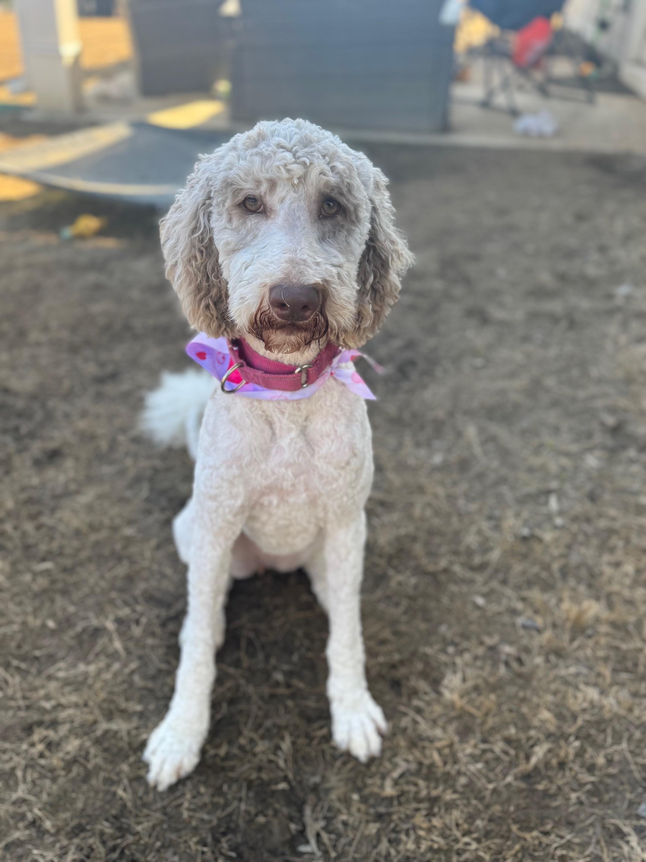 Enlarge Lottie, an adopted mixed breed in Atlanta, GA image 2/5