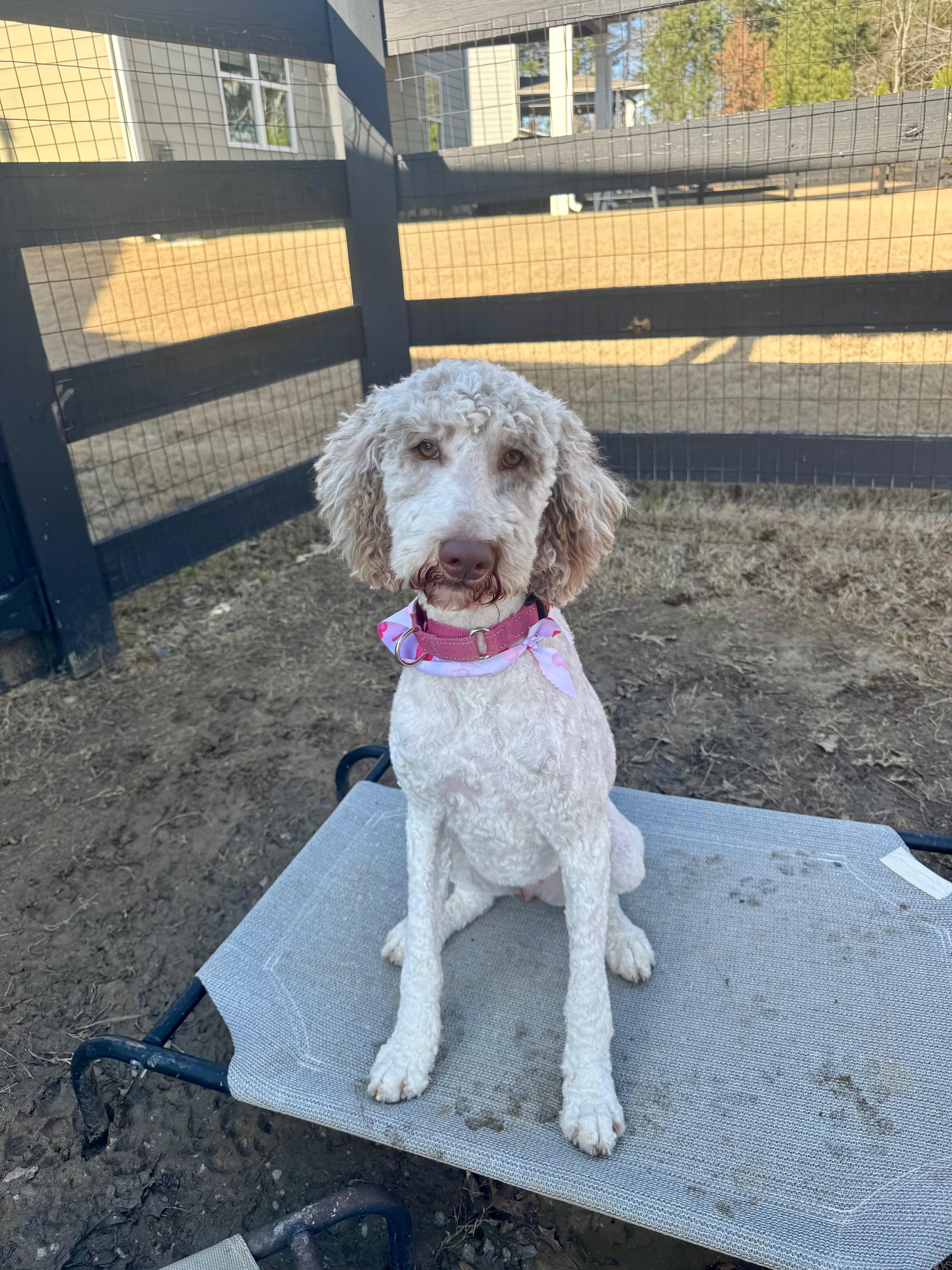 Enlarge Lottie, an adopted mixed breed in Atlanta, GA image 5/5