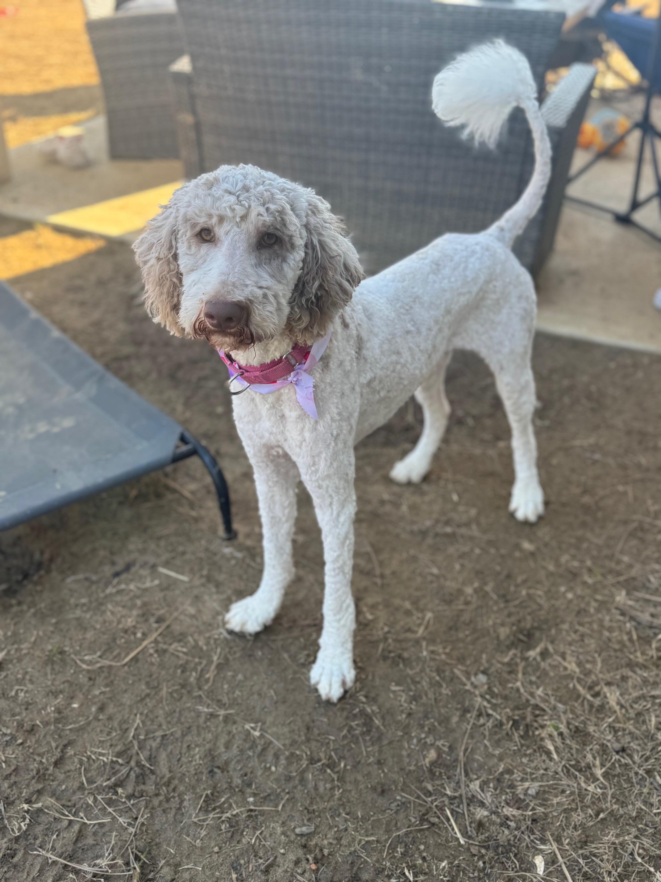 Enlarge Lottie, an adopted mixed breed in Atlanta, GA image 3/5