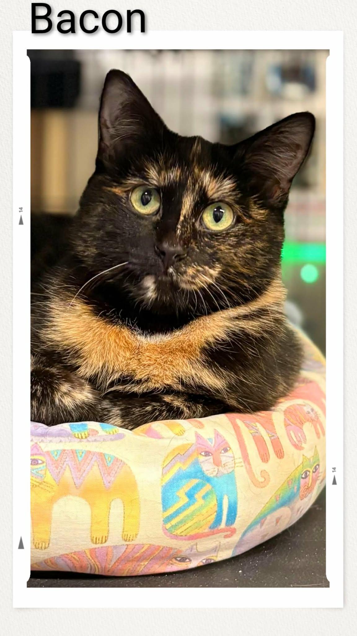 Bacon, Adoptable, Young Female Domestic Short Hair.