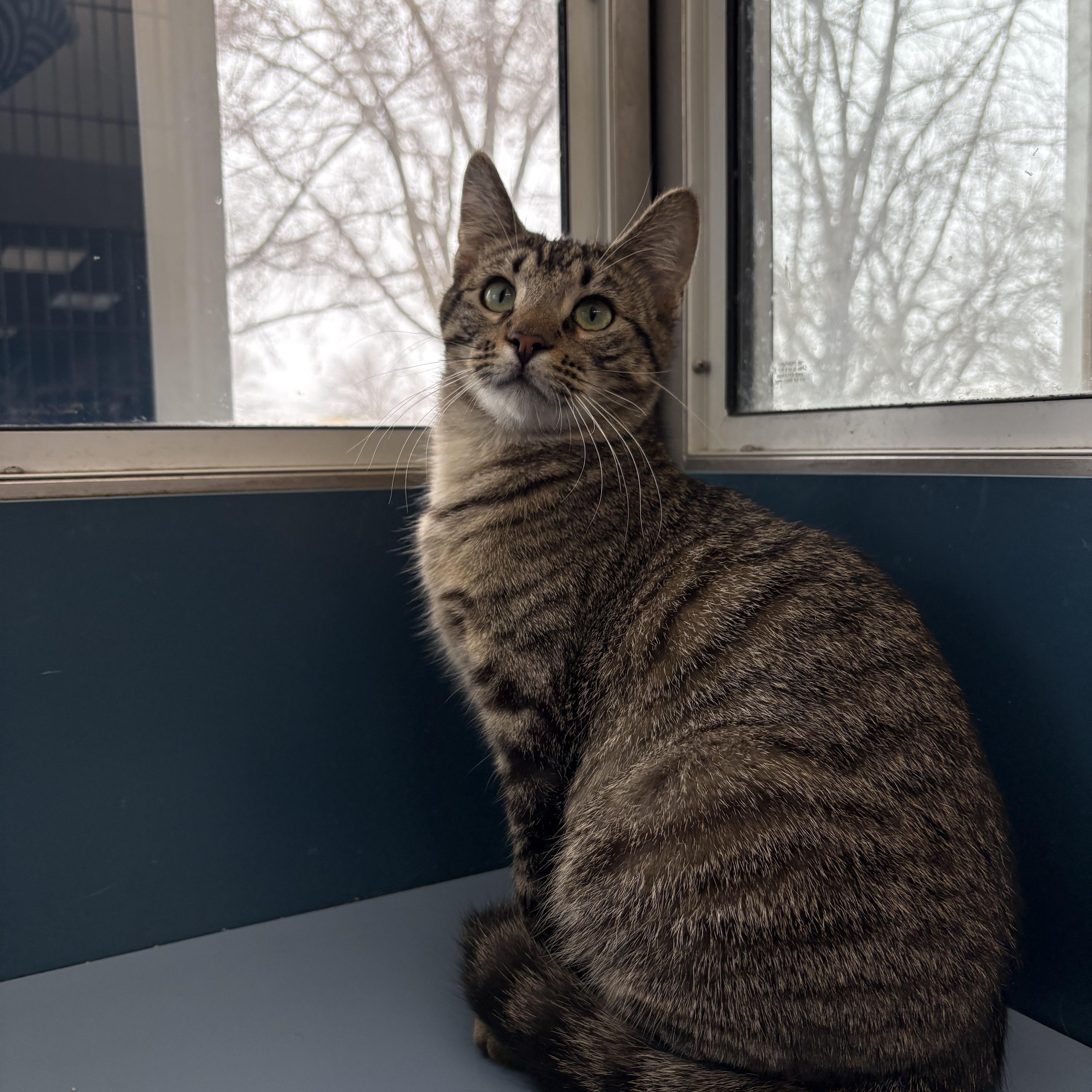 Arabella, a Adoptable Domestic Short Hair in Waterloo, IA image 4/4