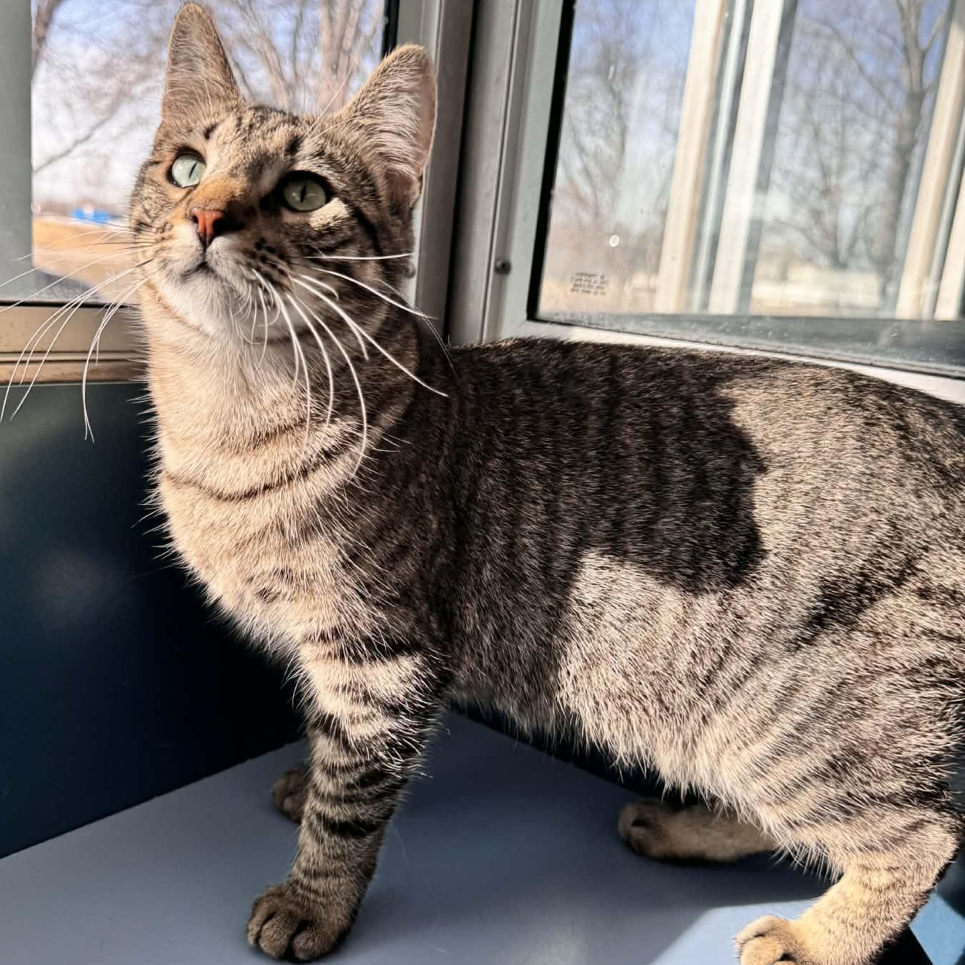 Enlarge Arabella, a Adoptable Domestic Short Hair in Waterloo, IA image 3/5