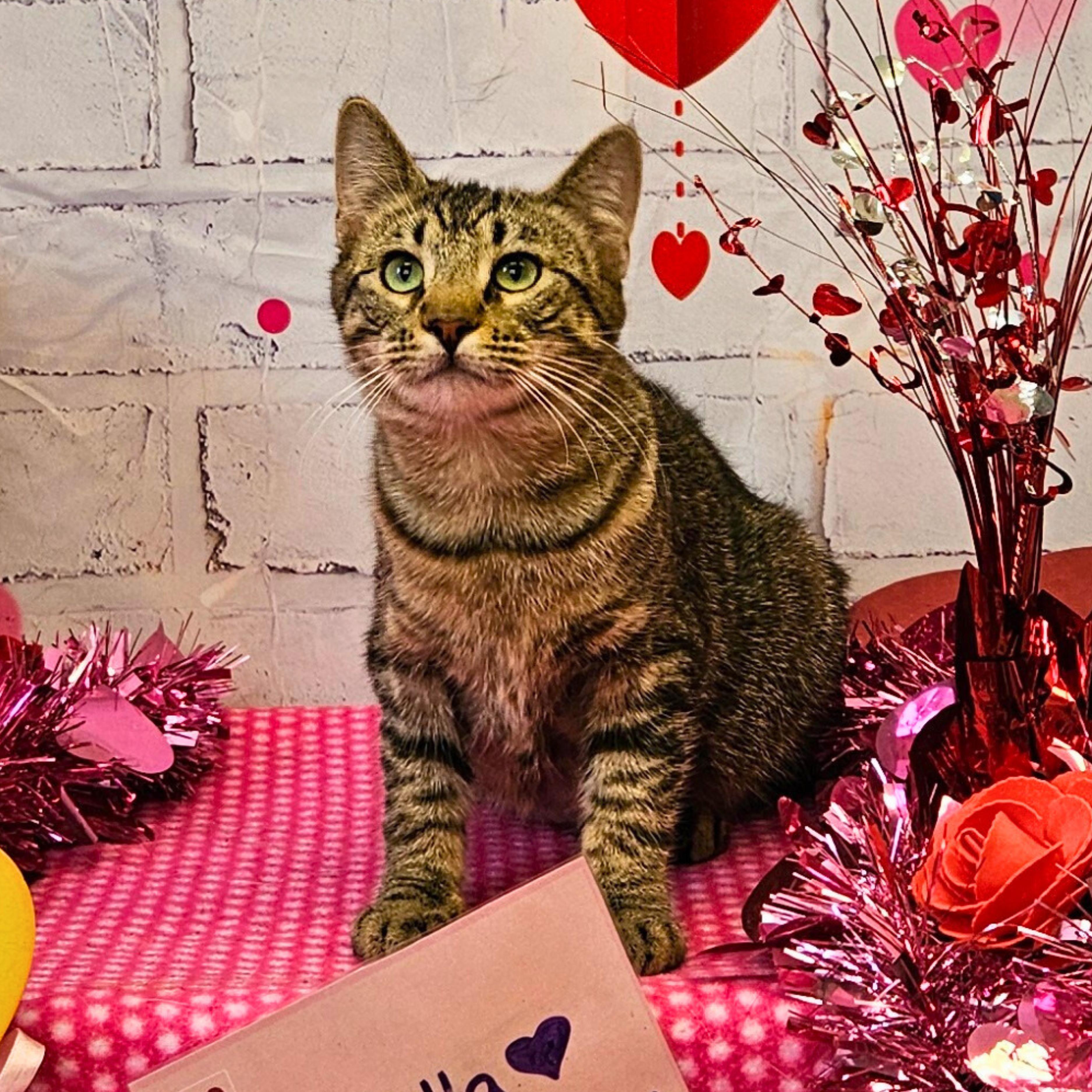 Arabella, Adoptable, Young Female Domestic Short Hair.