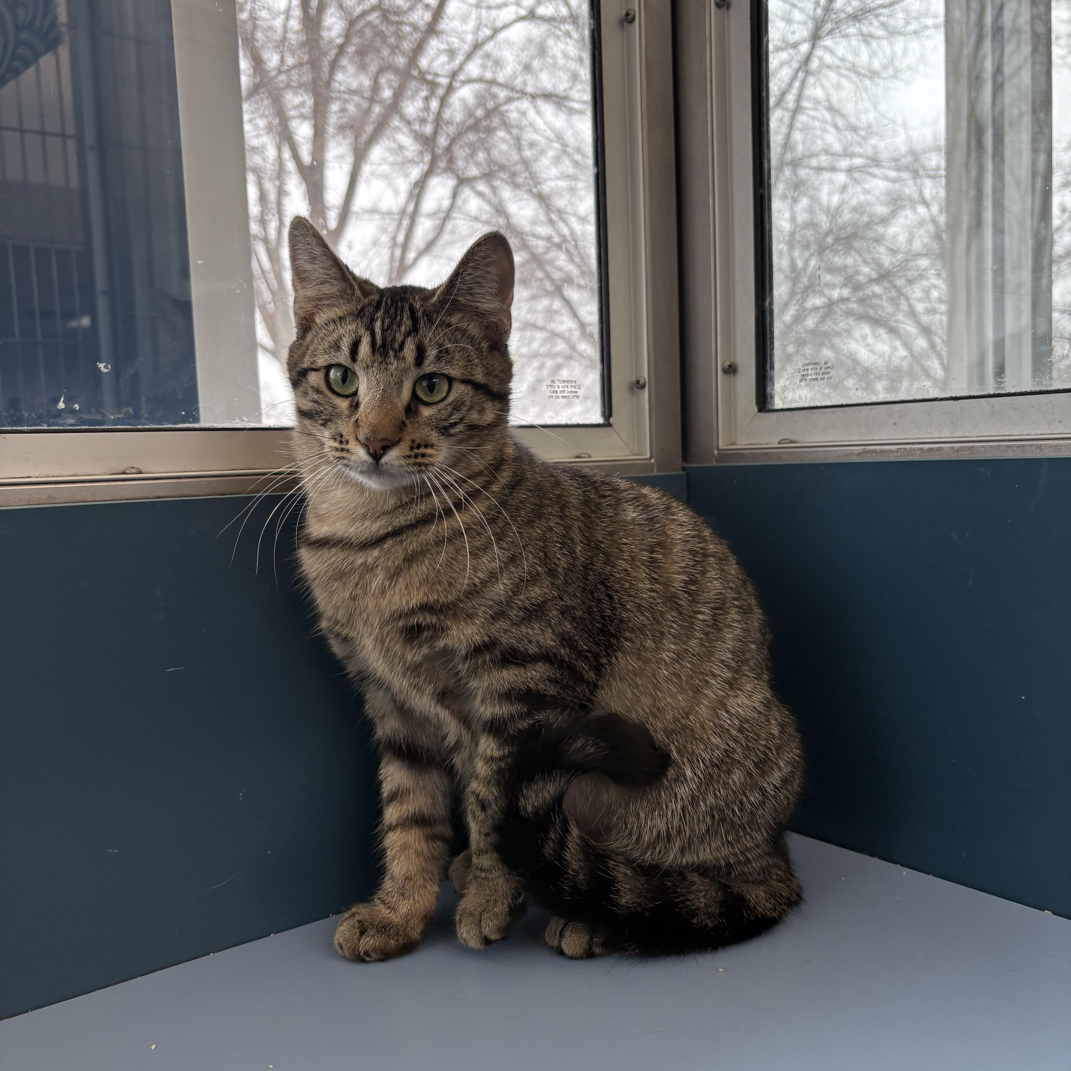 Arabella, a Adoptable Domestic Short Hair in Waterloo, IA image 2/4