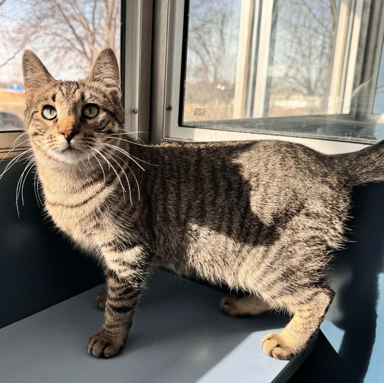 Enlarge Arabella, a Adoptable Domestic Short Hair in Waterloo, IA image 1/5
