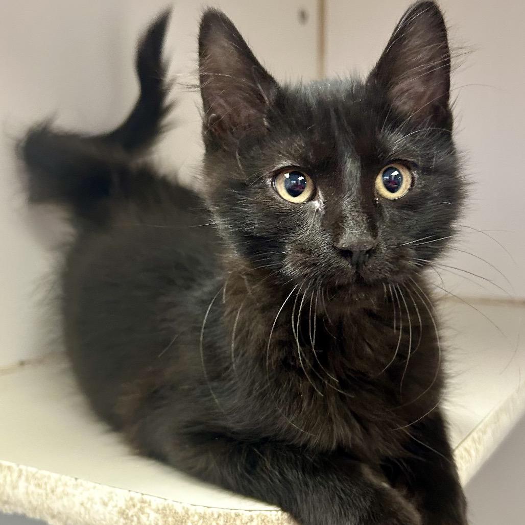 Tuesday, Adoptable, Kitten Female Domestic Short Hair.