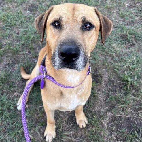 Gordon, Adoptable, Adult Male Hound & Mixed Breed.