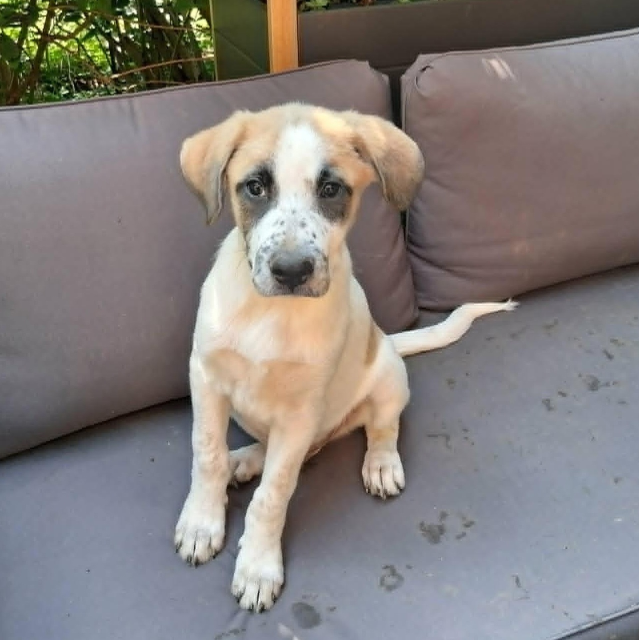 Puppy 1, a ADOPTABLE mixed breed in North Jackson, OH image 6/6