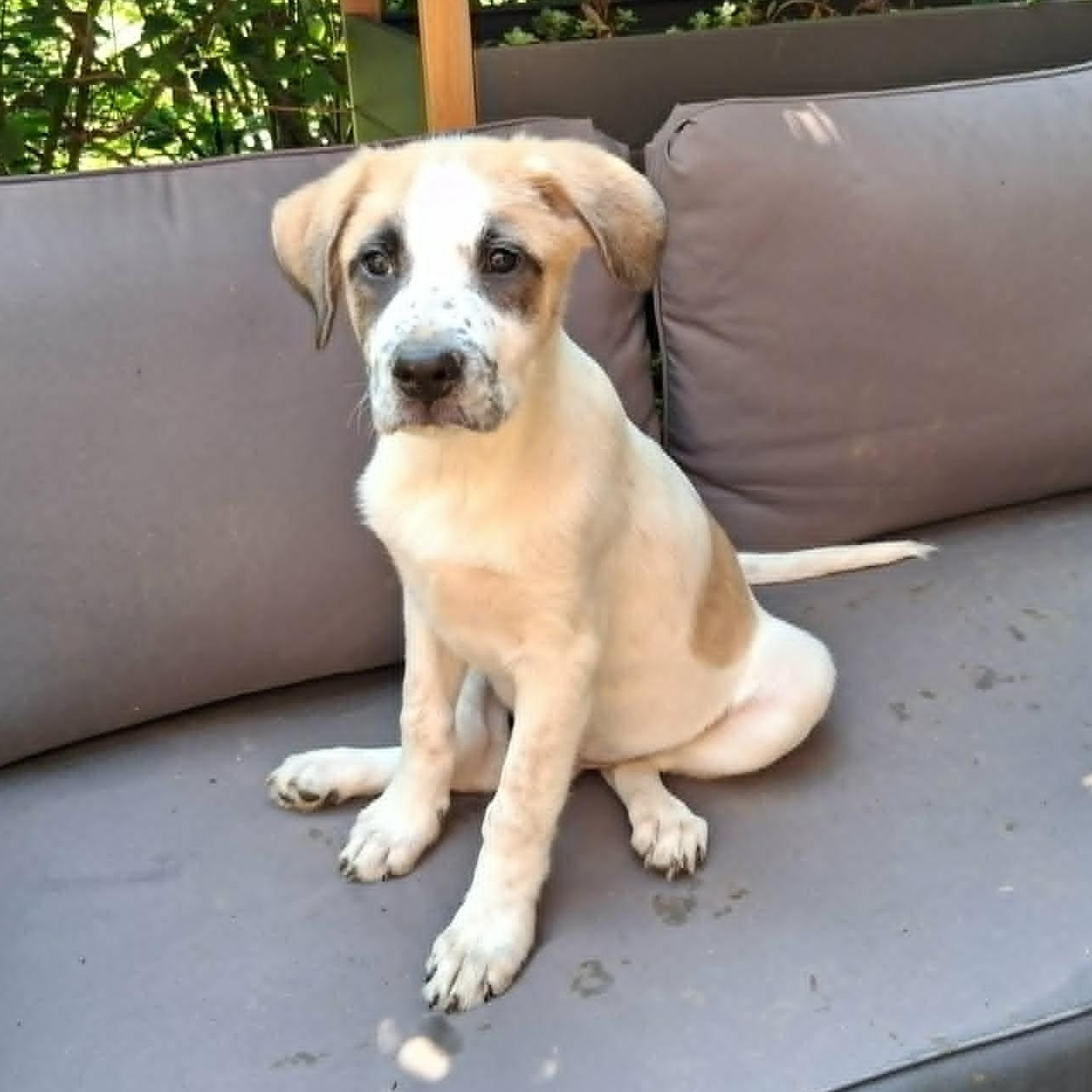 Puppy 1, ADOPTABLE, Puppy Male Labrador Retriever & Pointer.