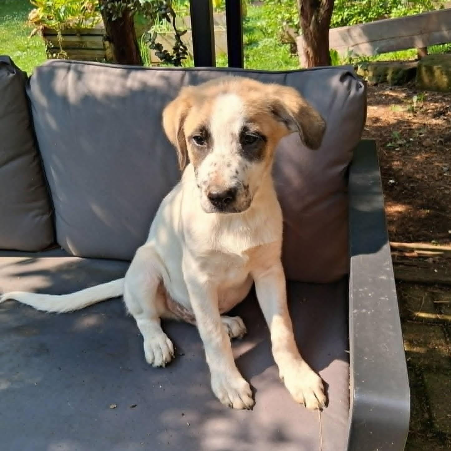 Puppy 1, a ADOPTABLE mixed breed in North Jackson, OH image 2/6
