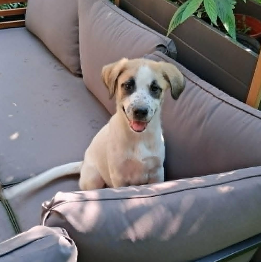 Puppy 1, a ADOPTABLE mixed breed in North Jackson, OH image 5/6