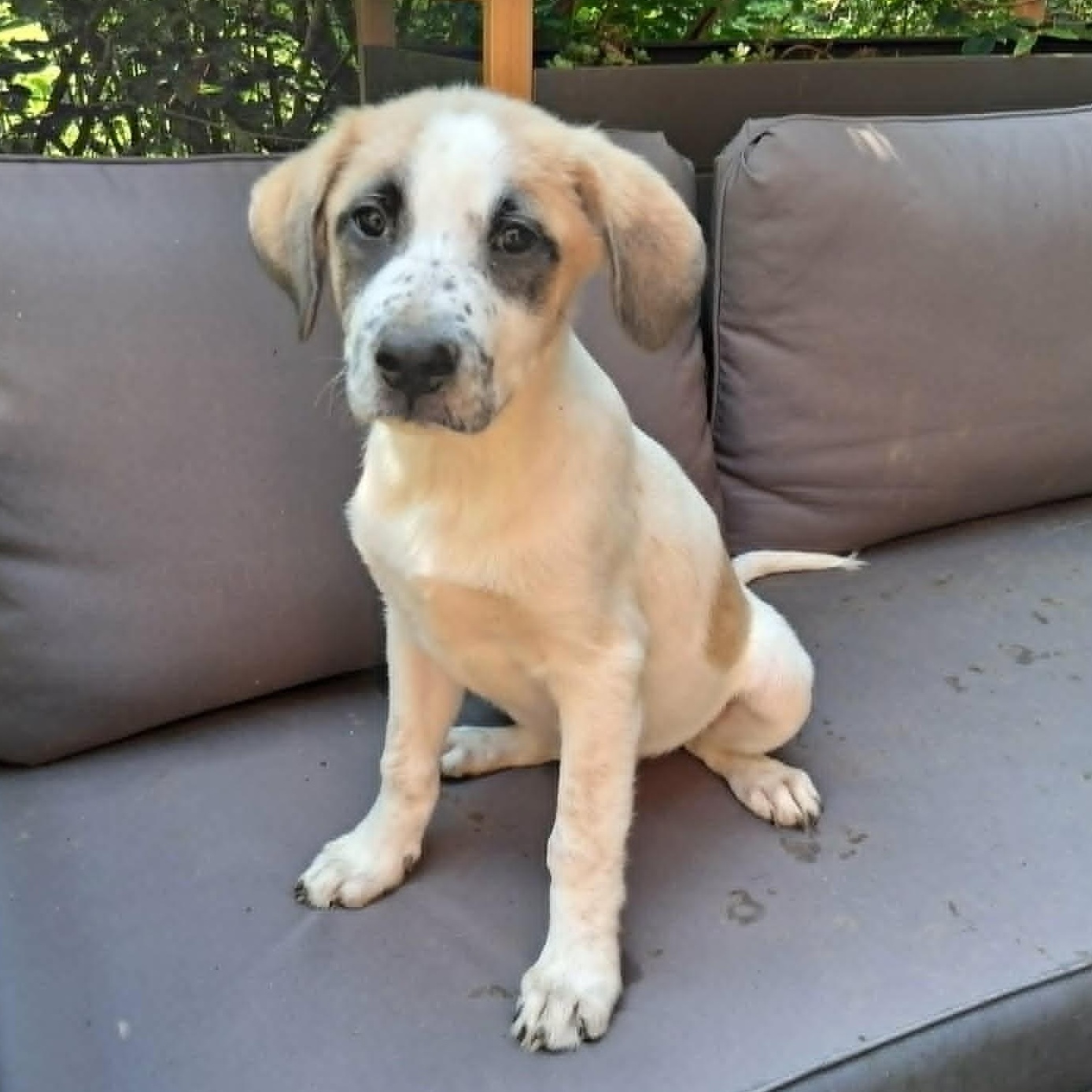 Puppy 1, a ADOPTABLE mixed breed in North Jackson, OH image 3/6