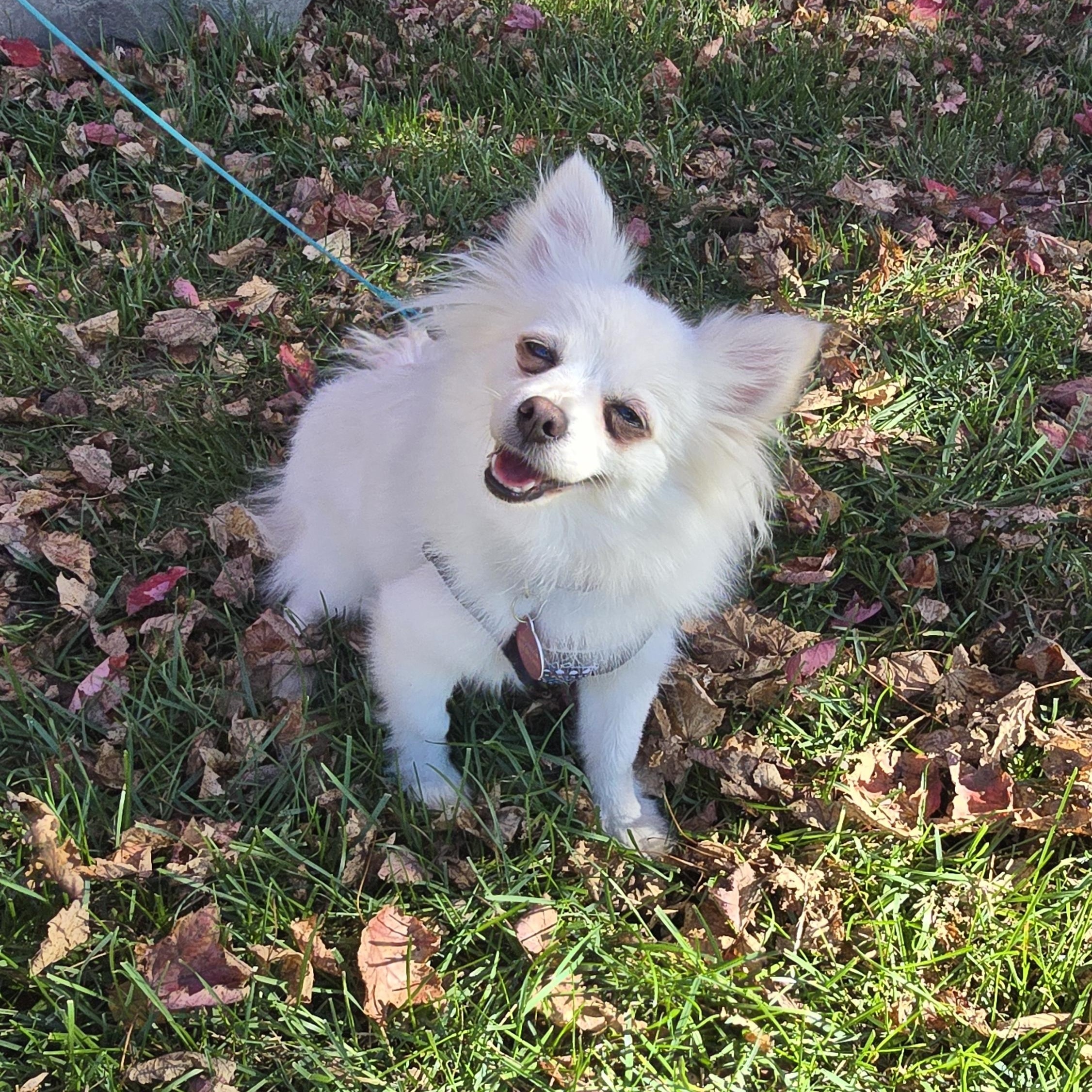 Chenelle, an adopted Pomeranian in Fowlerville, MI image 1/2