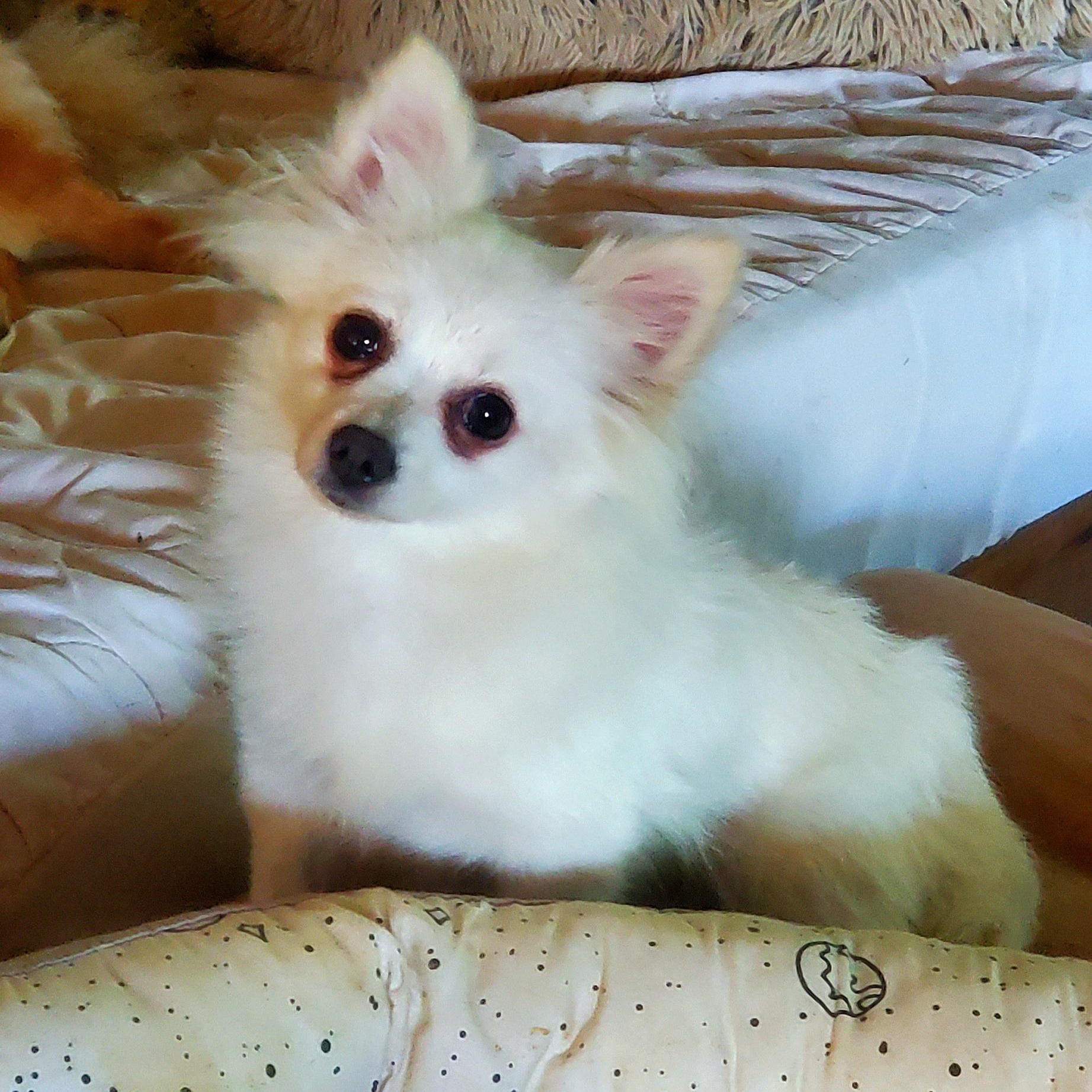 Chenelle, an adopted Pomeranian in Fowlerville, MI image 2/2