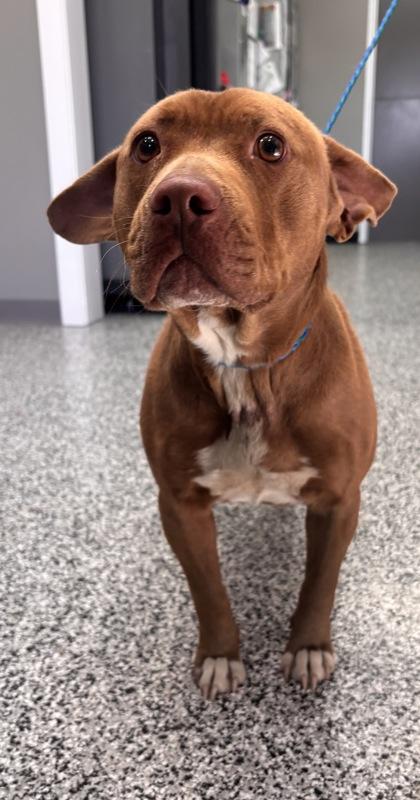 Enlarge Tank, a Adoptable mixed breed in Vincennes, IN image 1/2