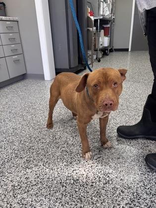 Enlarge Tank, a Adoptable mixed breed in Vincennes, IN image 2/2